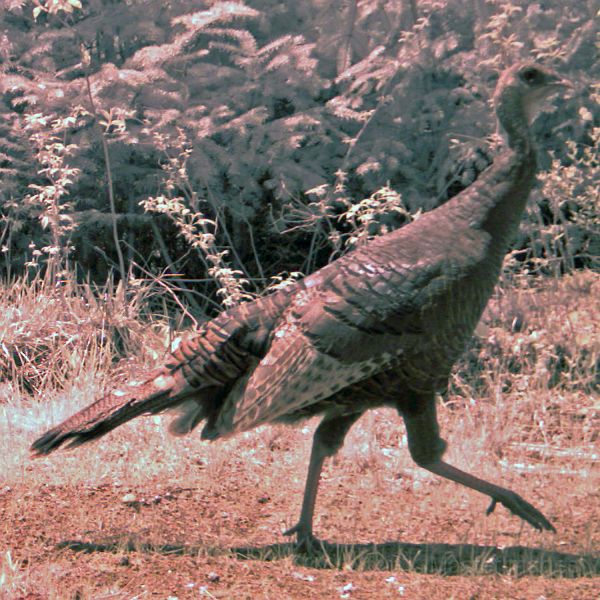 Turkey_052011_1220hrs.jpg - Wild Turkey (Meleagris gallopavo)